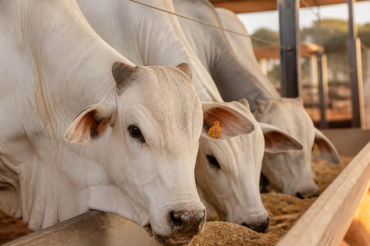 Gado Nelore se alimentando em cocho com ração balanceada